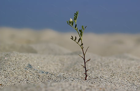 green leafed plant on sand