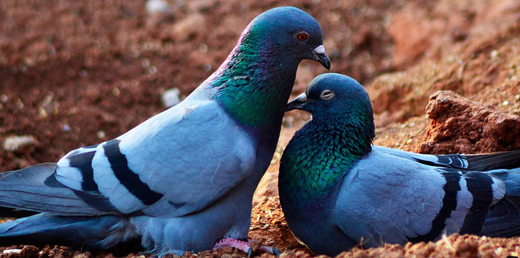 two blue doves