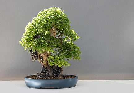 gray potted green bonsai plant