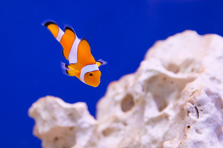 Clownfish in macroshot