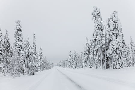 pine tree covered snow at winter season