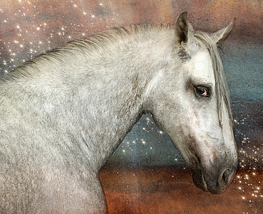 white horse graphics