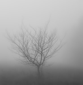 bare tree surrounded by fog