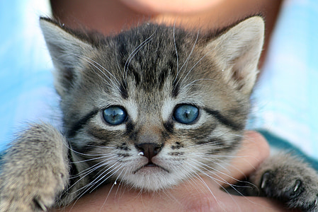 person holding brown Tabby kitten in shallow focus photography