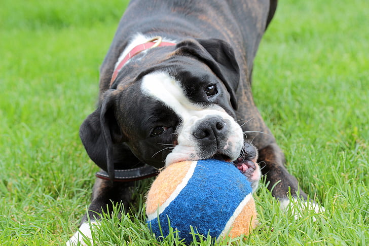 pitbull playing with ball