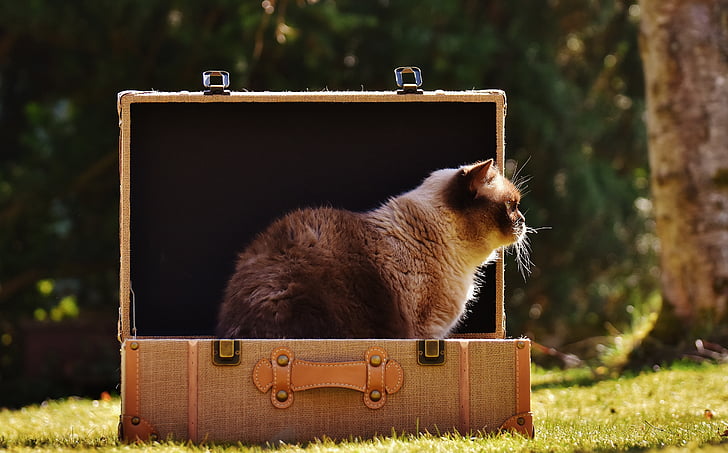brown cat inside suitcase on the grass