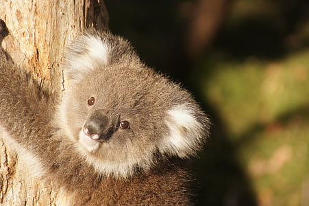 shallow focus photography of koala bear