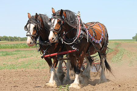 two brown horses carrying cultivator
