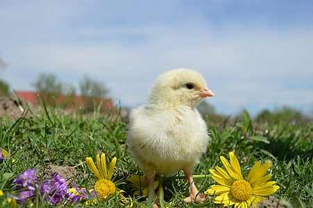 chick on grasses with flowers during daytime