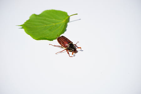 brown and black beetle near green leaf