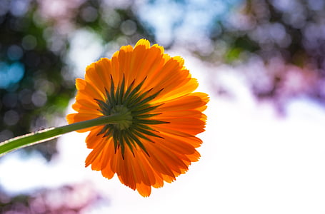 orange calendula flower low-angle selective-focus photography