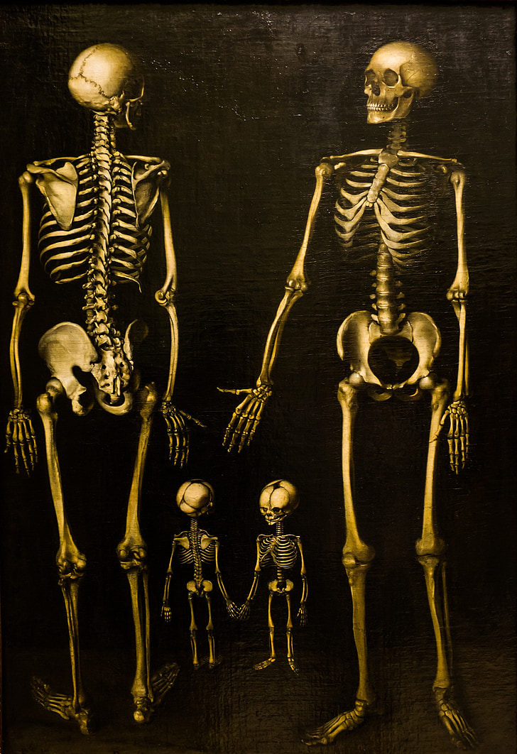 human skeleton painting