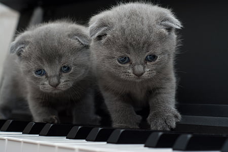 two short-coated gray kittens