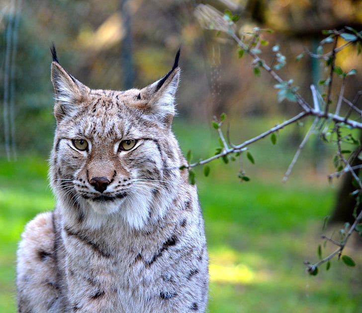photo of lynx cat during daytime