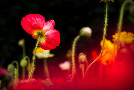 depth of field photography of red petaled flower