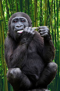 black monkey near bamboo