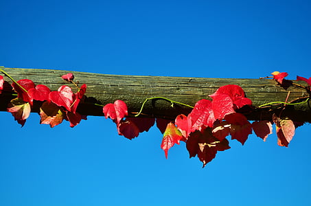red leaves on wooden bar