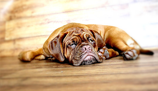 mahogany French mastiff puppy prone lying on floor