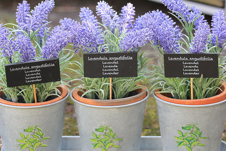 three purple lavender flowers in grey pots
