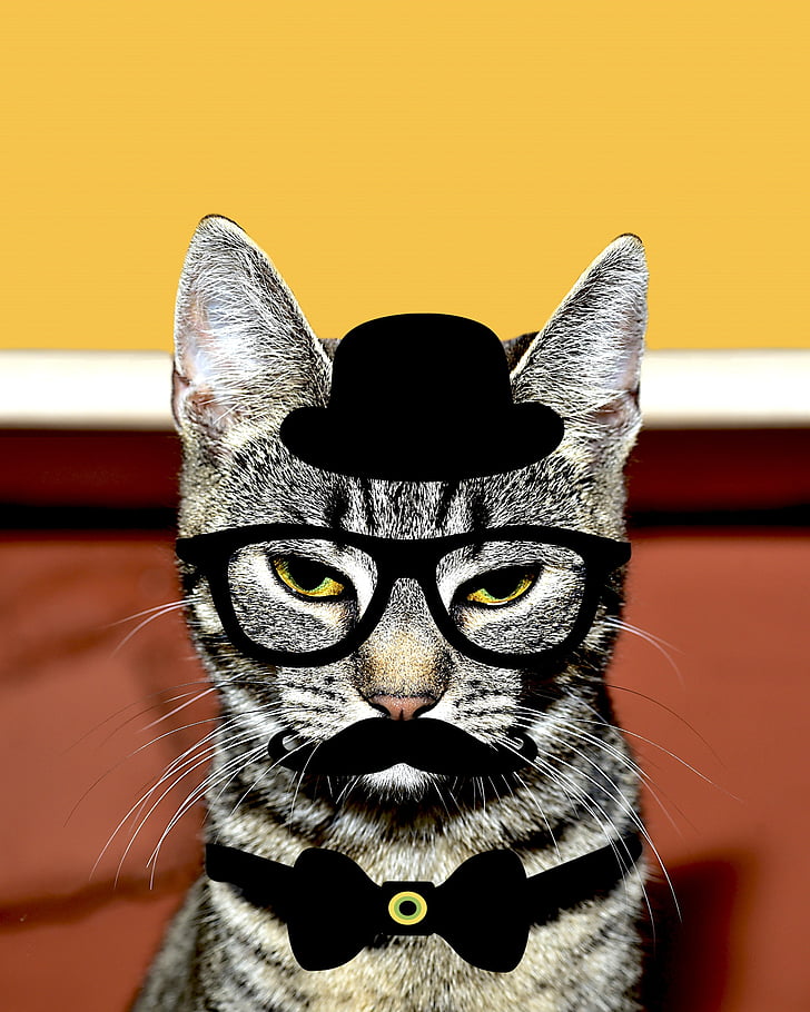 gray tabby cat with edited black hat and bow