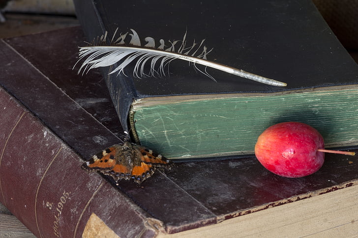 tortoiseshell butterfly beside black covered book next on round red fruit