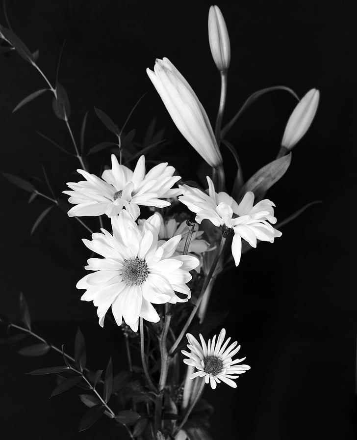 grayscale flowers photography