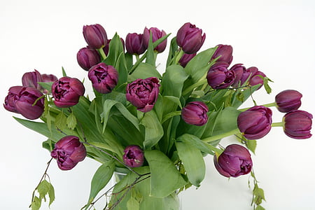 purple tulips bouquet close up photo