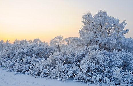 snow-covered plants and trees during daytime