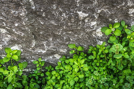 ovate leaf plant beside gray rock formation
