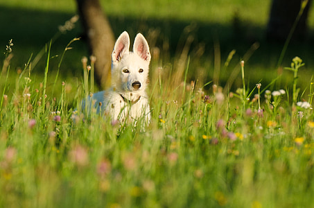 short-coated white dog in grassland during daytime