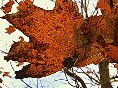 closeup photo of brown maple leaf