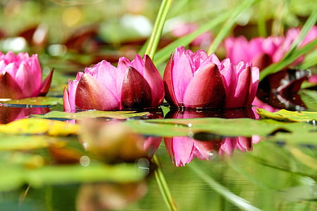 selective focus photo of pink lotus flowers