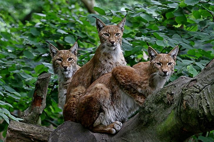 three brown lynx on tree during daytime