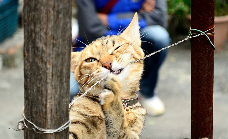 brown tabby cat biting gray wire