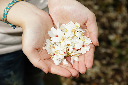 person holding white flowers