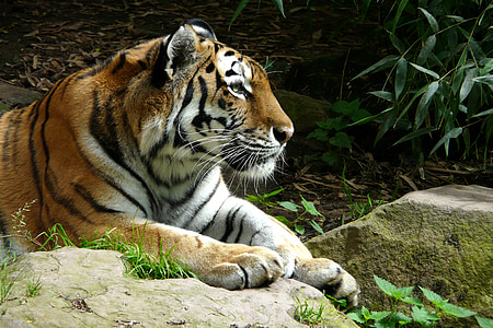 tiger laying on rock surface