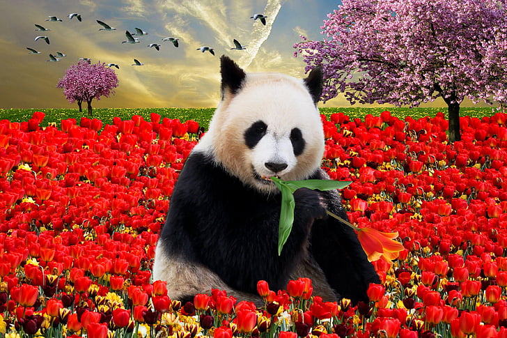 panda bear surrounded by rose flowers
