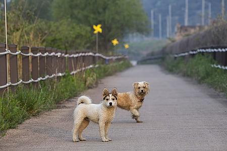 two tan and white dogs standing on road near fence at daytime