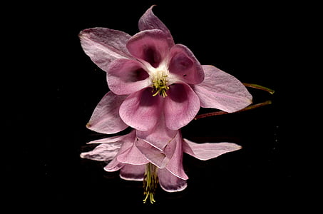 pink columbine flowers in selective focus photo