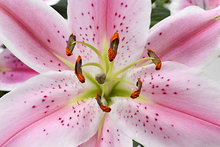 pink lily in bloom macro photo