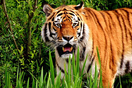 tiger on grass