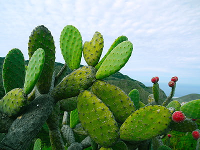 green cacti under white cloudy sky at daytime