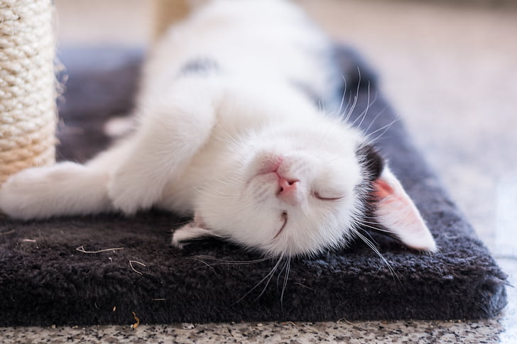 white and black cat laying on black area mat