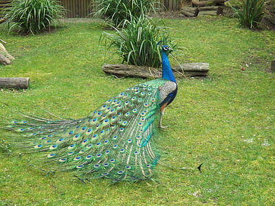 peacock on lawn