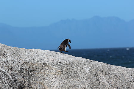 black penguin standing on brown hill during daytime