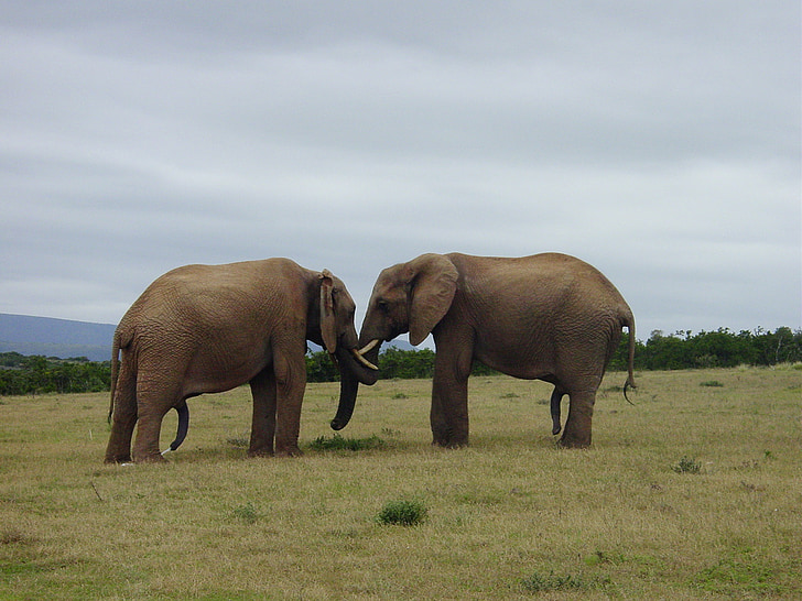 two elephants on grass field under cloudy sky