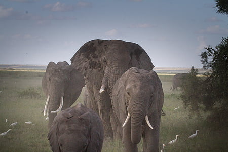 herd of elephant walking near tree