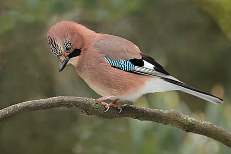focus photo of Eurasian jay perched on branch of tree