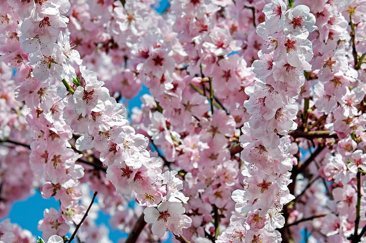 pink cherry blossoms in bloom at daytime