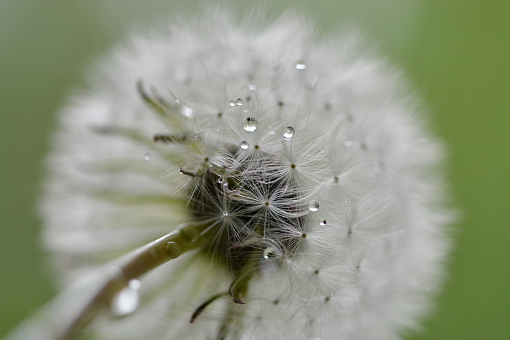 low angle photography oif white dandelion flower